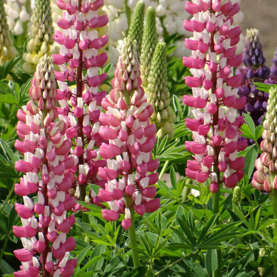 Plantes Vivaces LUPINUS 'Minarette' - Lupin en vente - Pépinière Lepage .