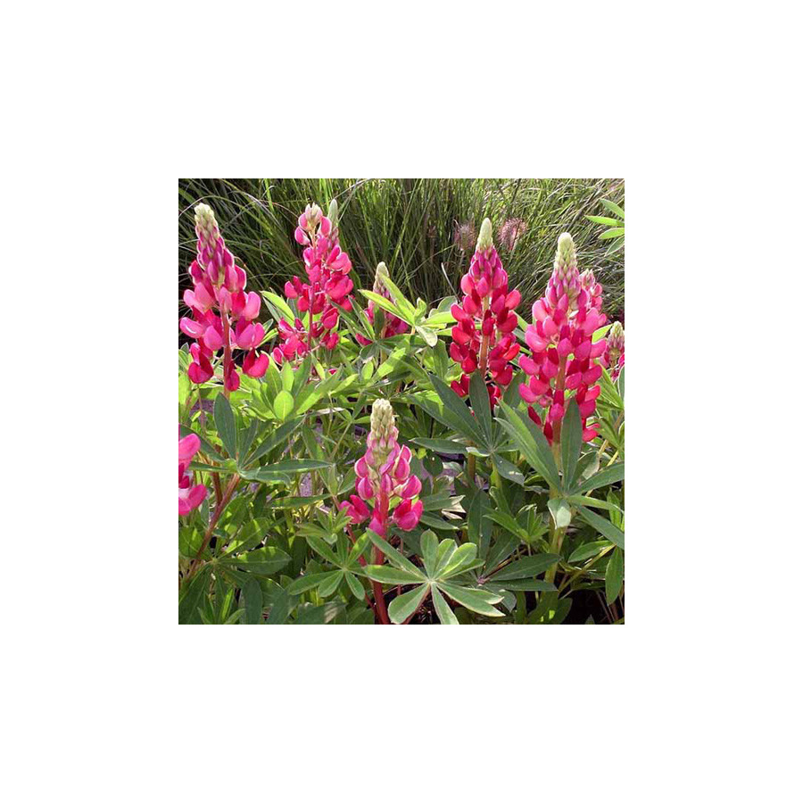 Plantes Vivaces LUPINUS 'My Castle' - Lupin en vente - Pépinière Lepage .