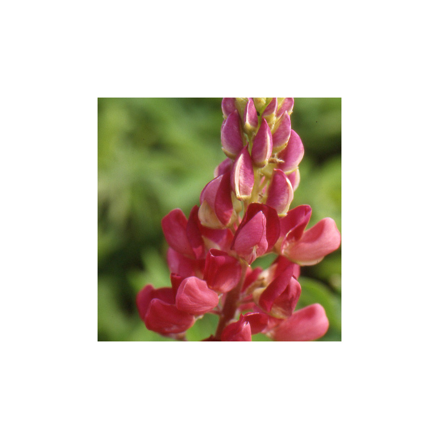 Plantes Vivaces LUPINUS 'My Castle' - Lupin en vente - Pépinière Lepage .