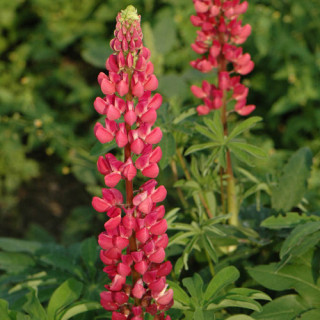 Plantes Vivaces LUPINUS 'My Castle' - Lupin en vente - Pépinière Lepage .