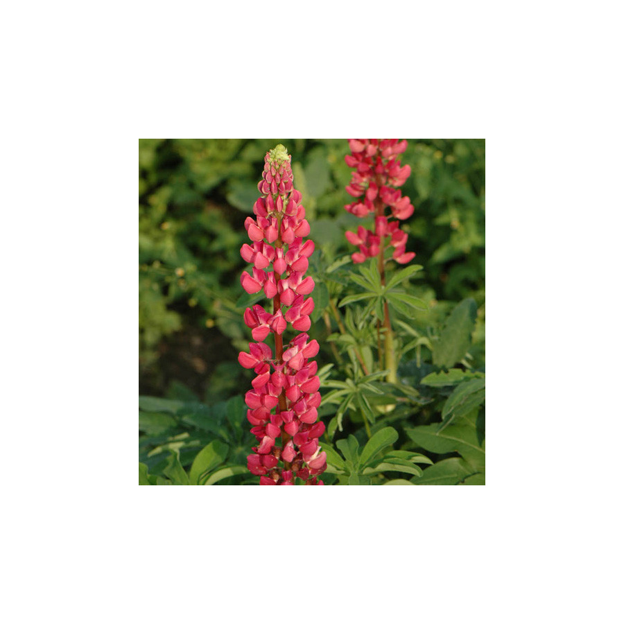 Plantes Vivaces LUPINUS 'My Castle' - Lupin en vente - Pépinière Lepage .