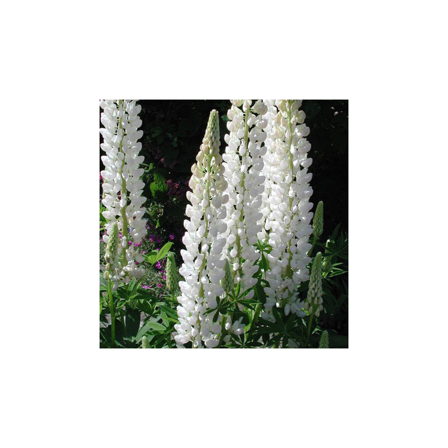 Plantes Vivaces LUPINUS 'Noble Maiden' ('La Demoiselle') - Lupin en vente - Pépinière Lepage .
