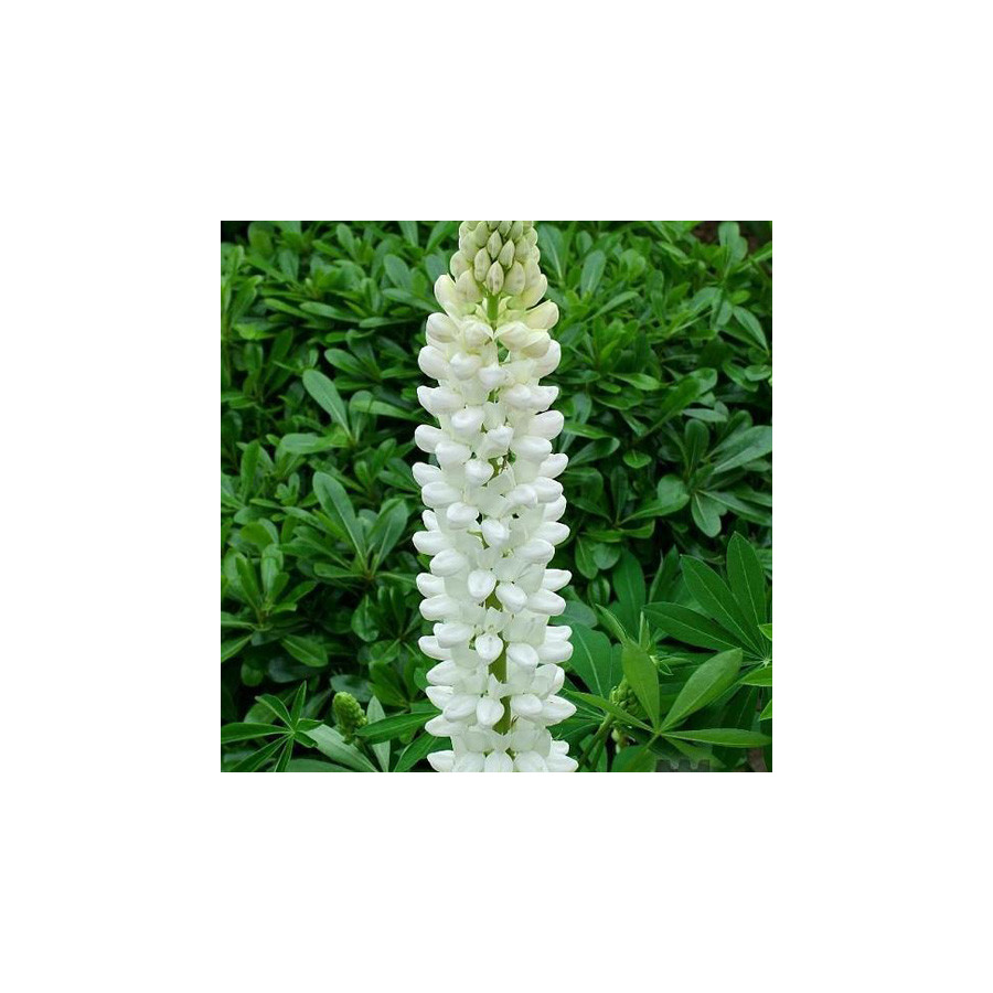Plantes Vivaces LUPINUS 'Noble Maiden' ('La Demoiselle') - Lupin en vente - Pépinière Lepage .