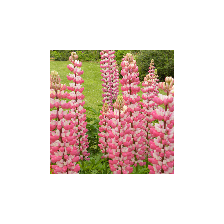 Plantes Vivaces LUPINUS 'The Chatelaine' - Lupin en vente - Pépinière Lepage .