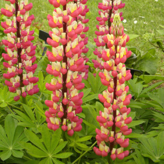 Plantes Vivaces LUPINUS 'The Chatelaine' - Lupin en vente - Pépinière Lepage .