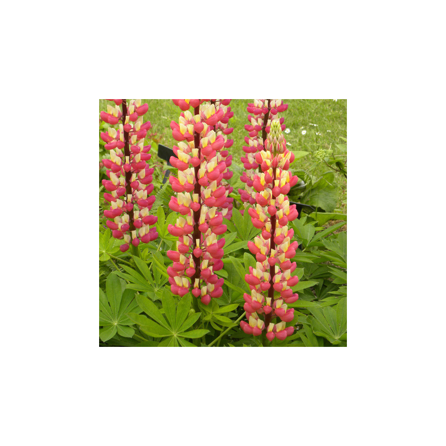 Plantes Vivaces LUPINUS 'The Chatelaine' - Lupin en vente - Pépinière Lepage .