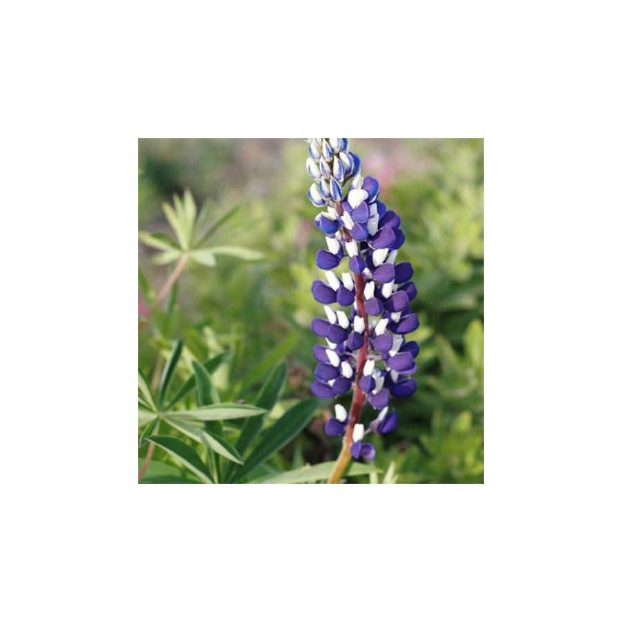 Plantes Vivaces LUPINUS 'The Governor' ('Le Gentilhomme') - Lupin en vente - Pépinière Lepage .