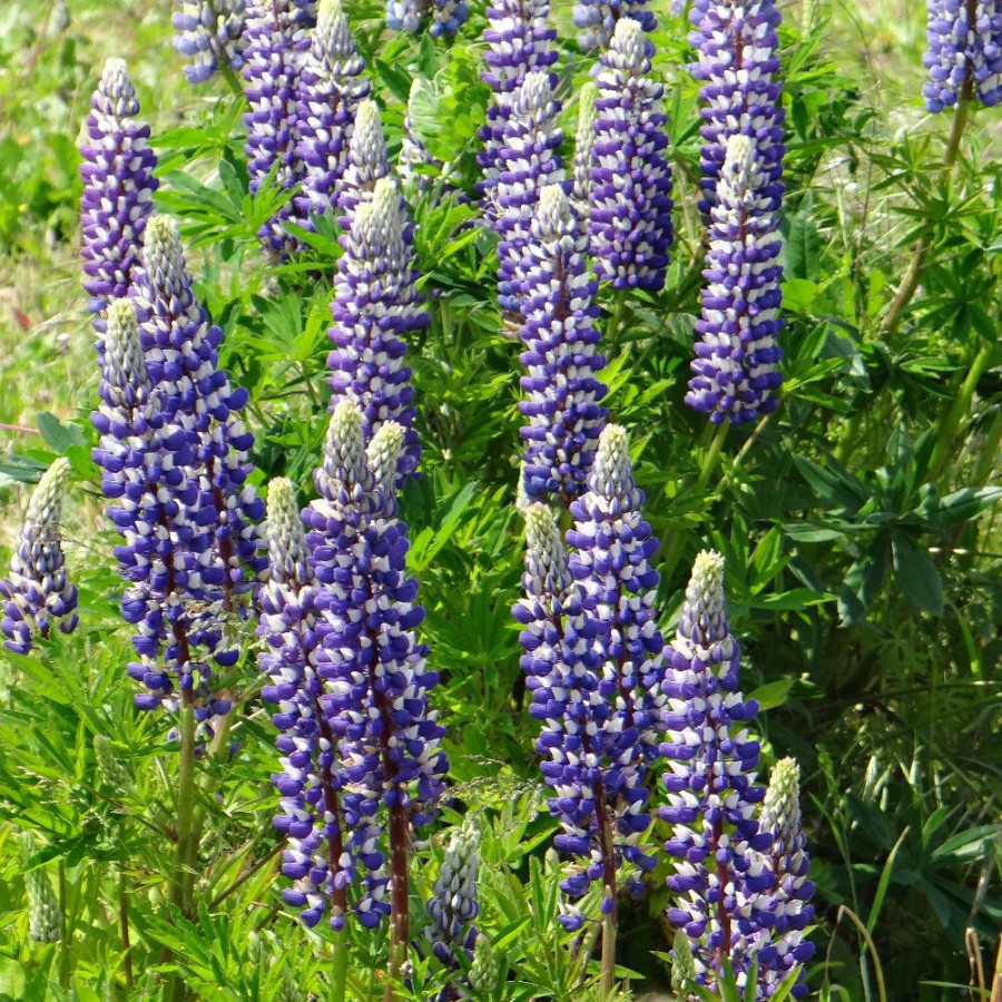 Plantes Vivaces LUPINUS 'The Governor' ('Le Gentilhomme') - Lupin en vente - Pépinière Lepage .