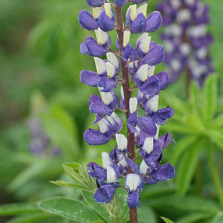 Plantes Vivaces LUPINUS 'The Governor' ('Le Gentilhomme') - Lupin en vente - Pépinière Lepage .