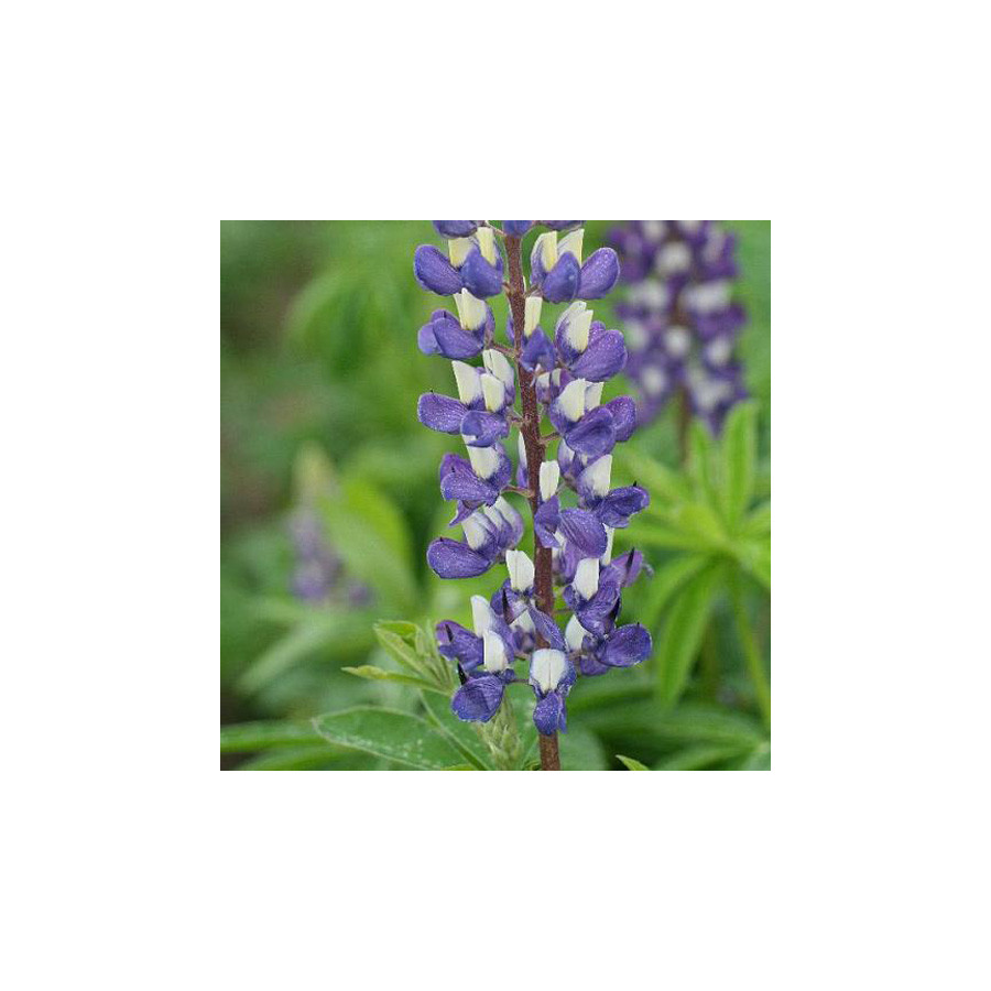 Plantes Vivaces LUPINUS 'The Governor' ('Le Gentilhomme') - Lupin en vente - Pépinière Lepage .