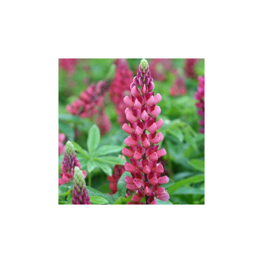 Plantes Vivaces LUPINUS 'The Pages' - Lupin en vente - Pépinière Lepage .