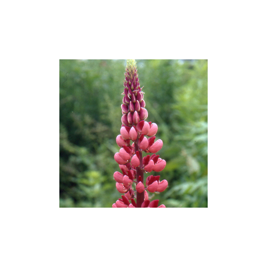 Plantes Vivaces LUPINUS 'The Pages' - Lupin en vente - Pépinière Lepage .