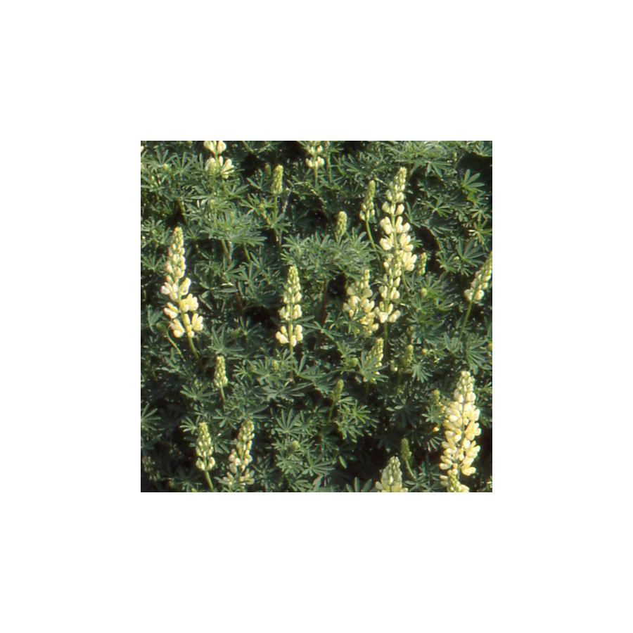 Plantes Vivaces LUPINUS arboreus f. luteus - Lupin en arbre en vente - Pépinière Lepage .