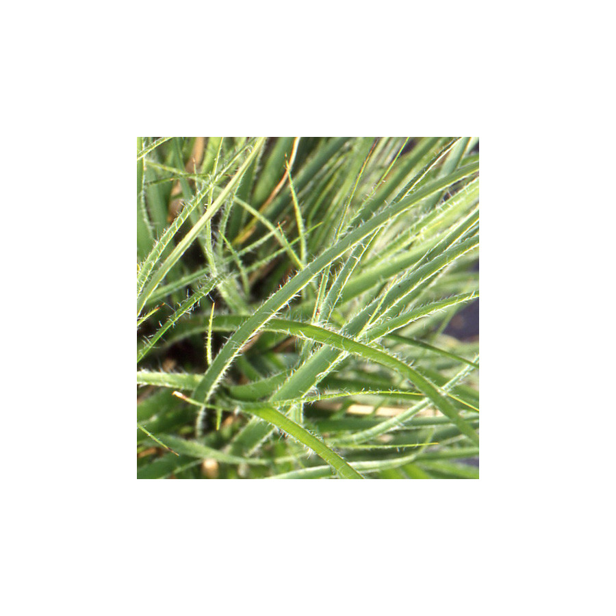 plantes-vivaces-luzula-nivea-luzule-blanc-de-neige-en-vente-pepiniere-lepage-