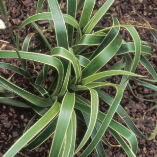 plantes-vivaces-luzula-sylvatica-marginata-luzule-en-vente-pepiniere-lepage-