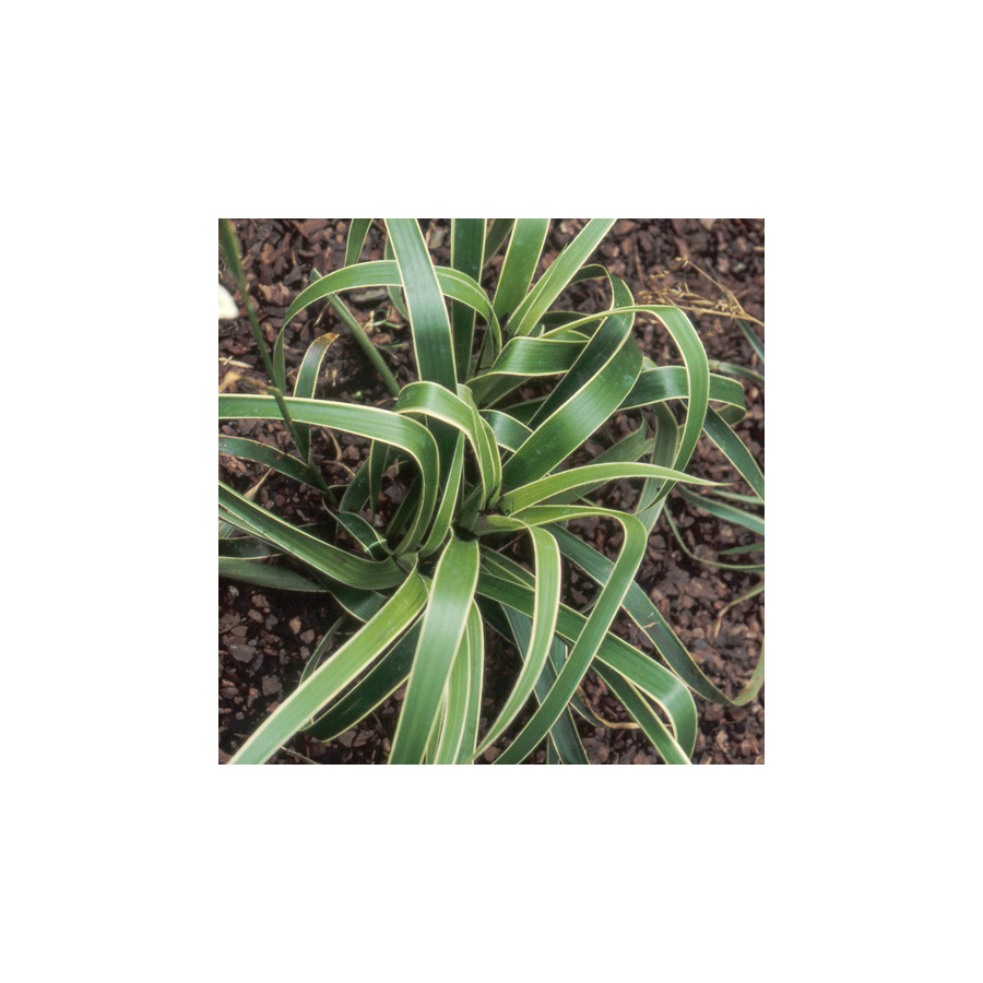 plantes-vivaces-luzula-sylvatica-marginata-luzule-en-vente-pepiniere-lepage-