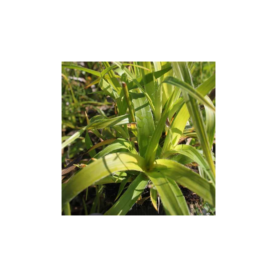 plantes-vivaces-luzula-sylvatica-solar-flair-luzule-en-vente-luzule-des-bois-en-vente-pepiniere-lepage-