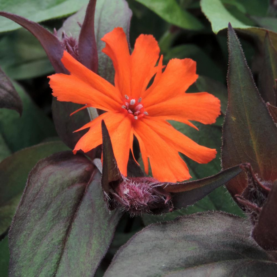 Plantes Vivaces LYCHNIS arkwrightii en vente - Pépinière Lepage .