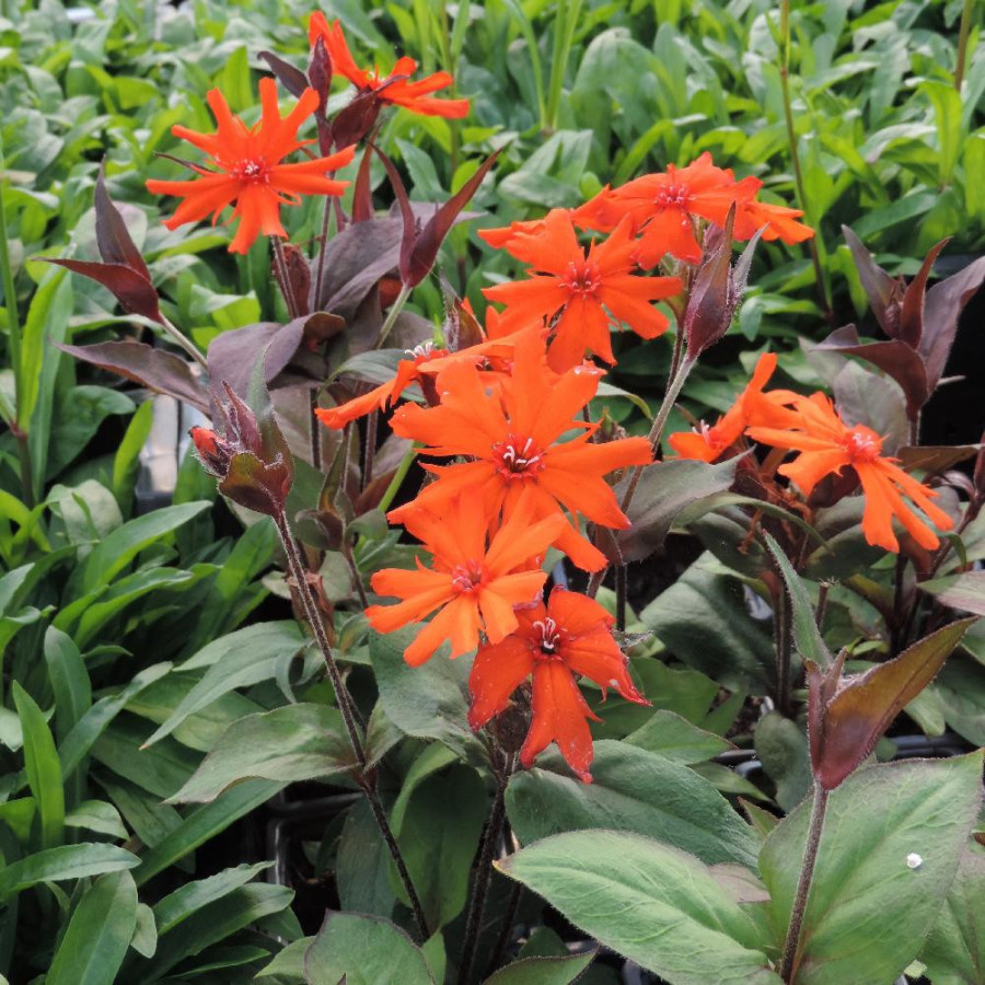 Plantes Vivaces LYCHNIS arkwrightii en vente - Pépinière Lepage .