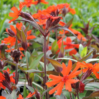 Plantes Vivaces LYCHNIS arkwrightii en vente - Pépinière Lepage .
