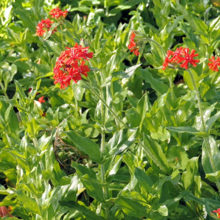 Plantes Vivaces LYCHNIS chalcedonica - Croix de Jésuralem en vente - Croix de Malte en vente - Pépinière Lepage .