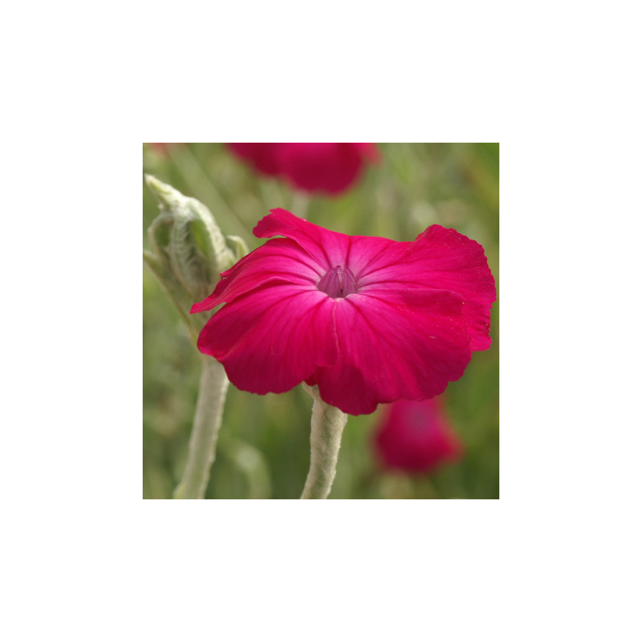 plantes-vivaces-lychnis-coronaria-coquelourde-en-vente-pepiniere-lepage-