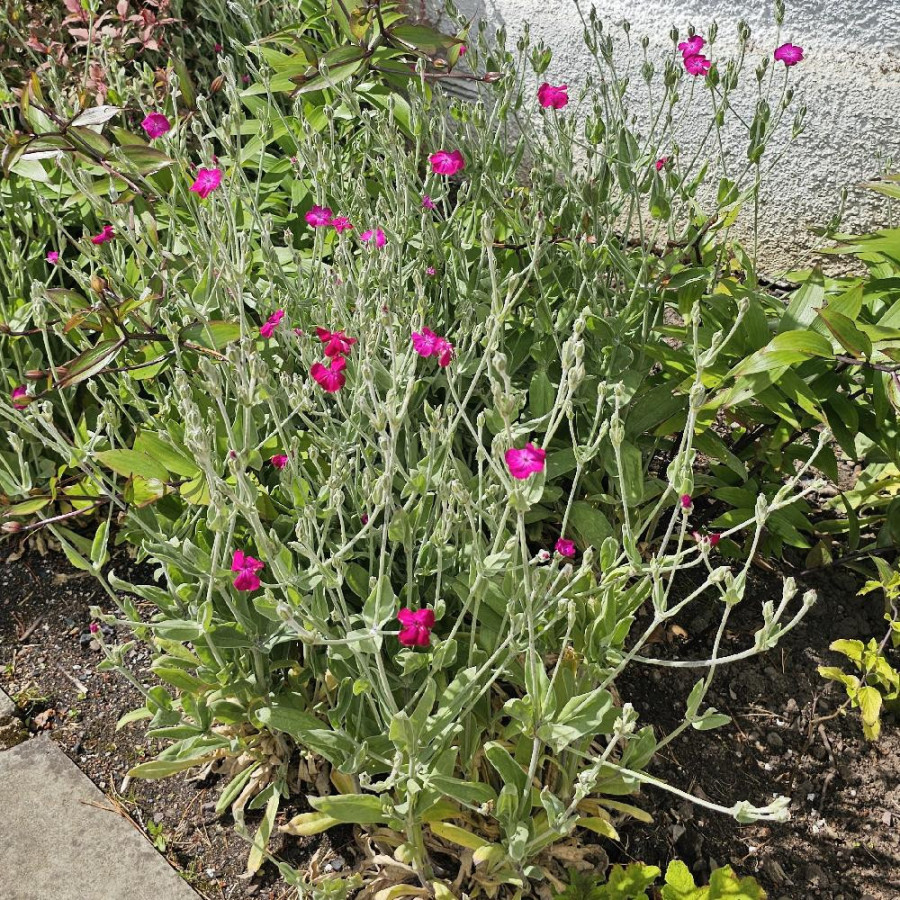 plantes-vivaces-lychnis-coronaria-coquelourde-en-vente-pepiniere-lepage-