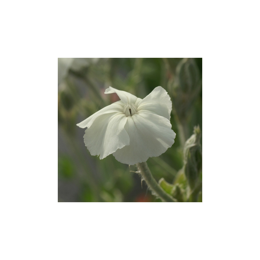 plantes-vivaces-lychnis-coronaria-alba-coquelourde-en-vente-pepiniere-lepage-