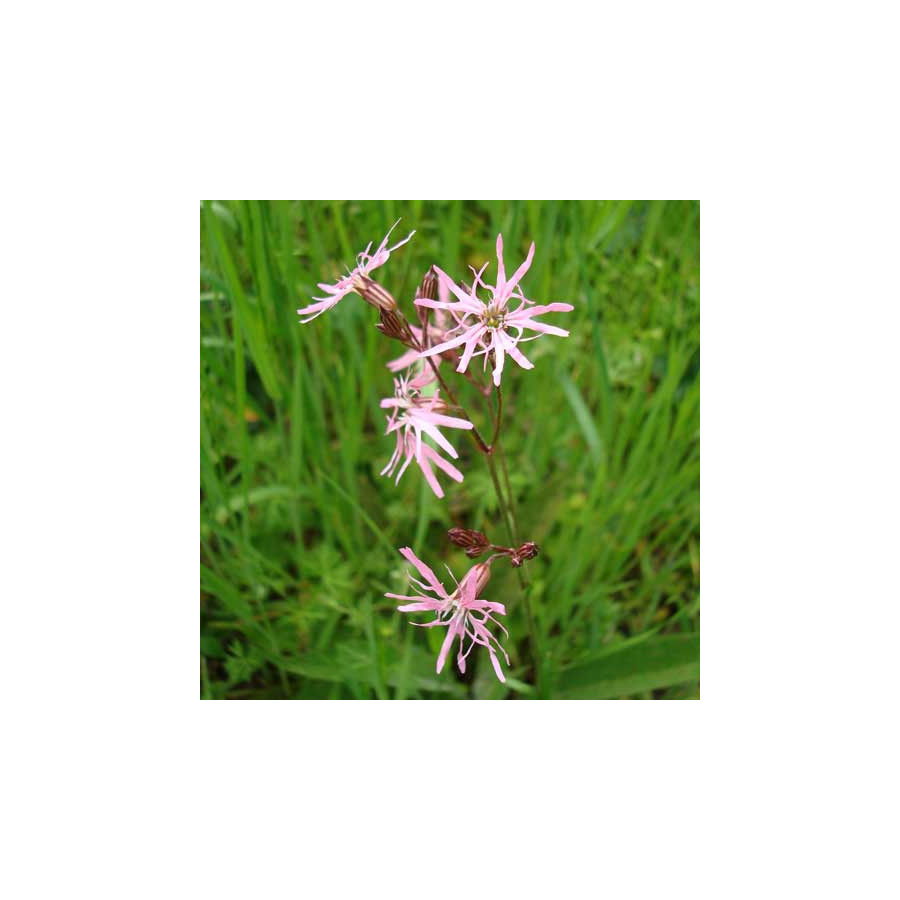 Plantes Vivaces LYCHNIS flos-cuculi - Œillet des prés en vente - Lychnis fleur de coucou en vente - Pépinière Lepage .