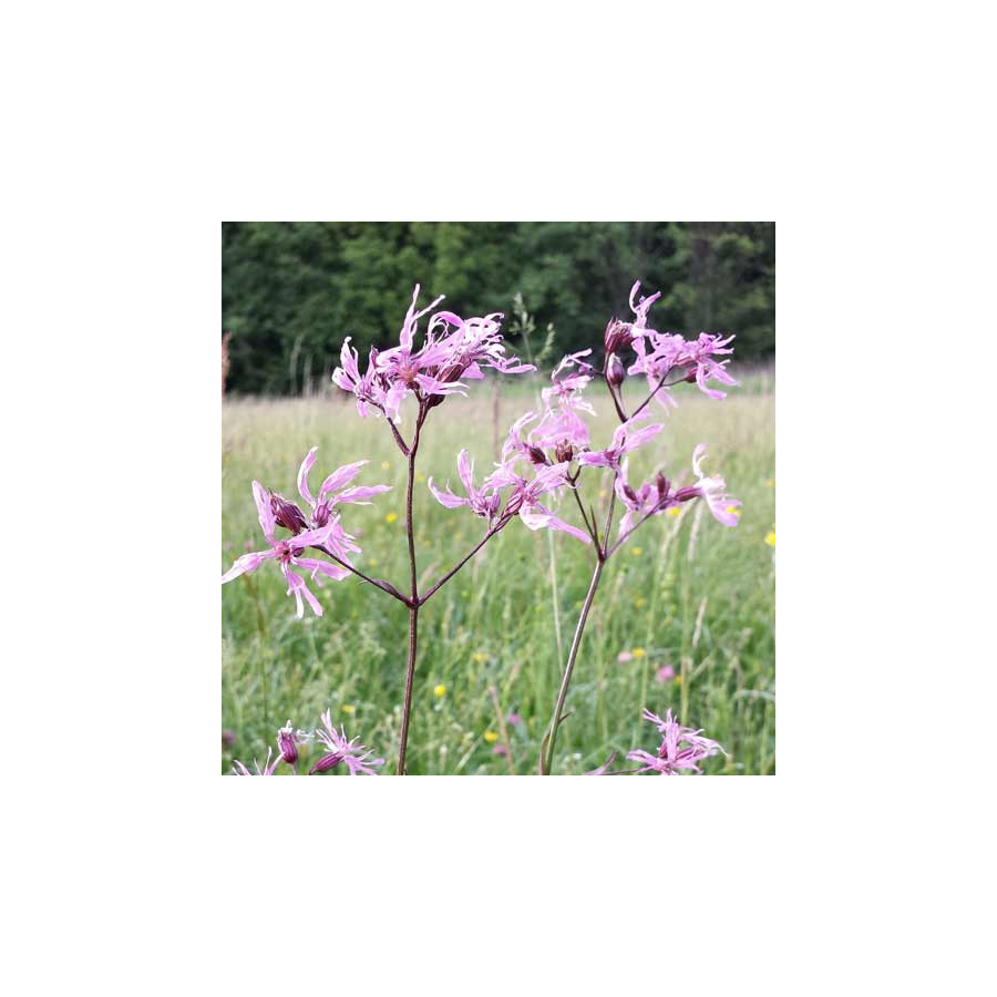 Plantes Vivaces LYCHNIS flos-cuculi - Œillet des prés en vente - Lychnis fleur de coucou en vente - Pépinière Lepage .