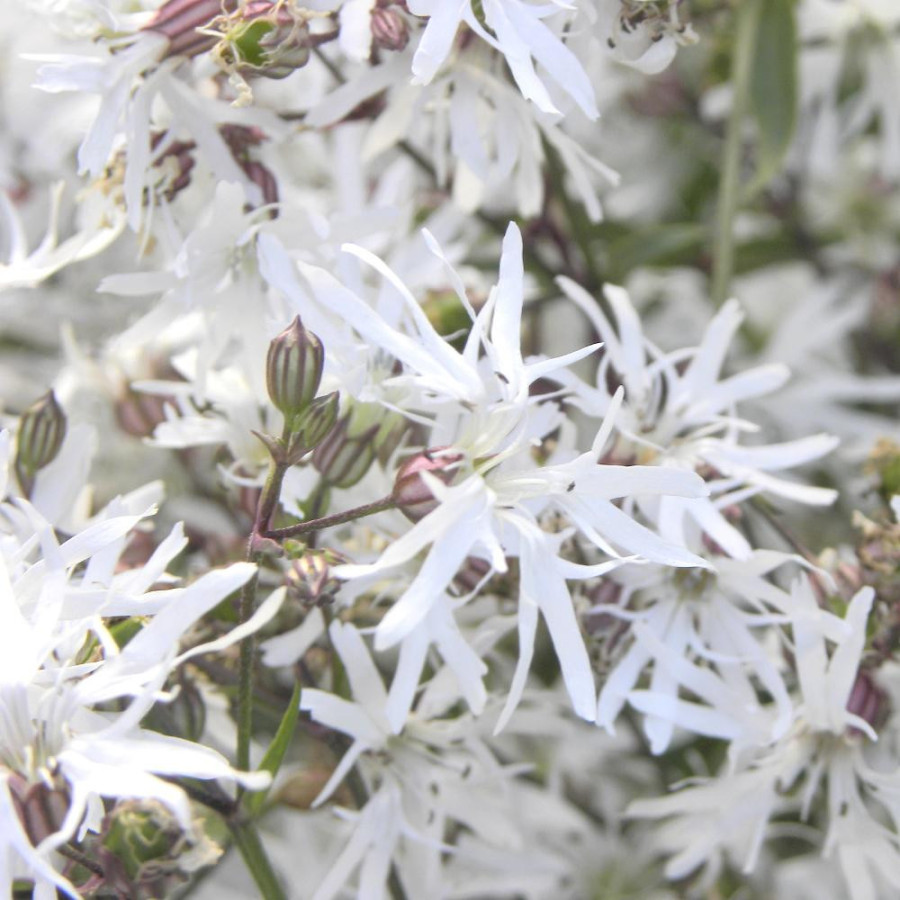 Plantes Vivaces LYCHNIS flos-cuculi 'White Robin' en vente - Pépinière Lepage .