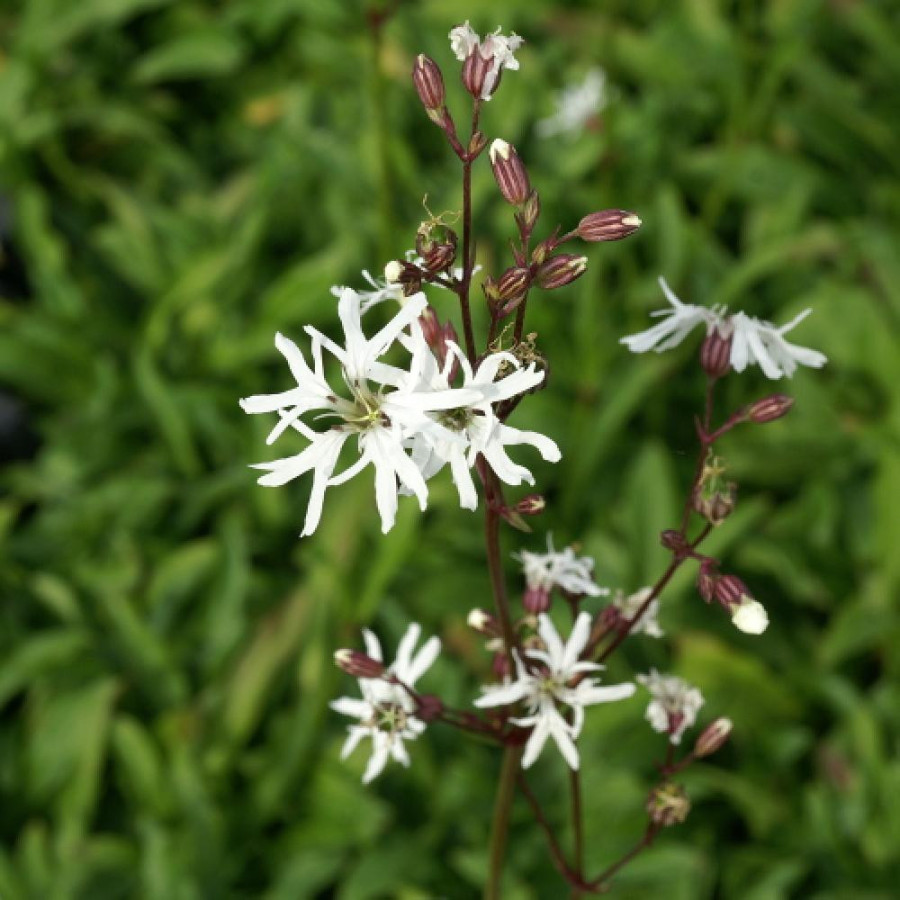 Plantes Vivaces LYCHNIS flos-cuculi 'White Robin' en vente - Pépinière Lepage .