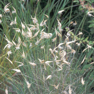 plantes-vivaces-lygeum-spartum-sparte-en-vente-pepiniere-lepage-