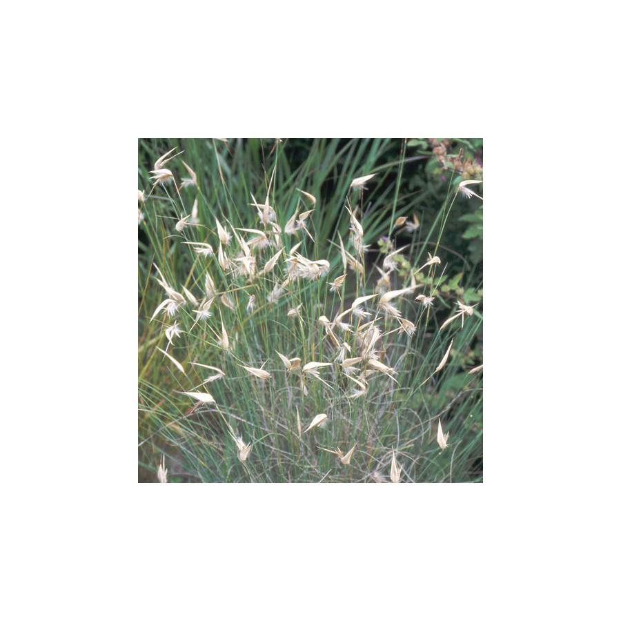 Plantes Vivaces LYGEUM spartum - Sparte en vente - Pépinière Lepage .