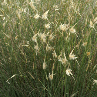 Plantes Vivaces LYGEUM spartum - Sparte en vente - Pépinière Lepage .