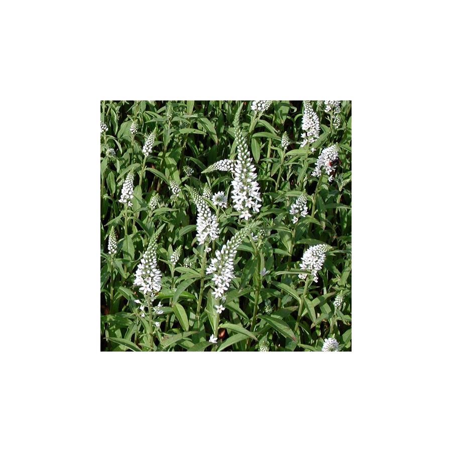 plantes-vivaces-lysimachia-barystachys-lysimaque-en-vente-pepiniere-lepage-