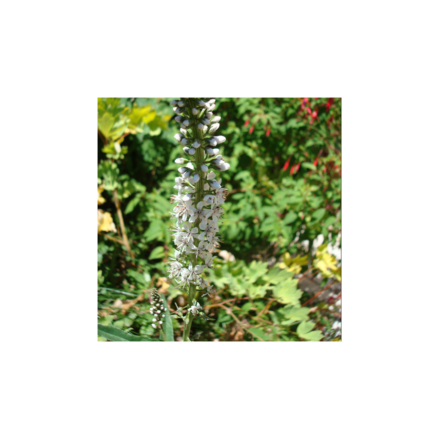 Plantes Vivaces LYSIMACHIA ephemerum - Lysimaque en vente - Pépinière Lepage .