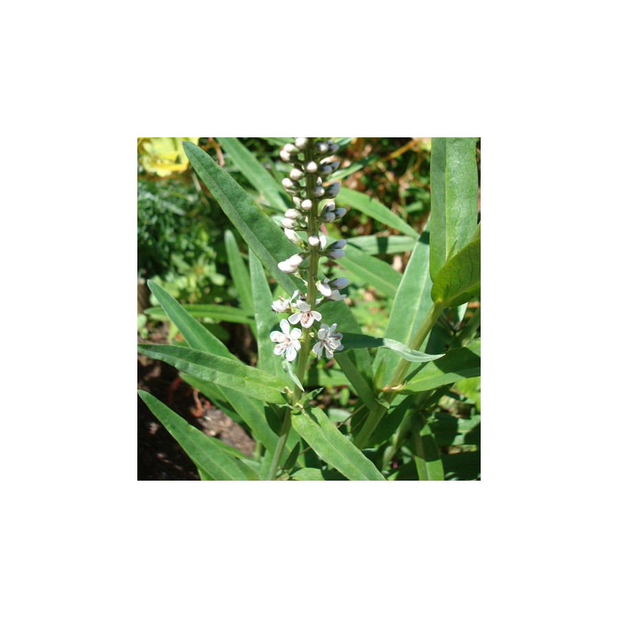 Plantes Vivaces LYSIMACHIA ephemerum - Lysimaque en vente - Pépinière Lepage .