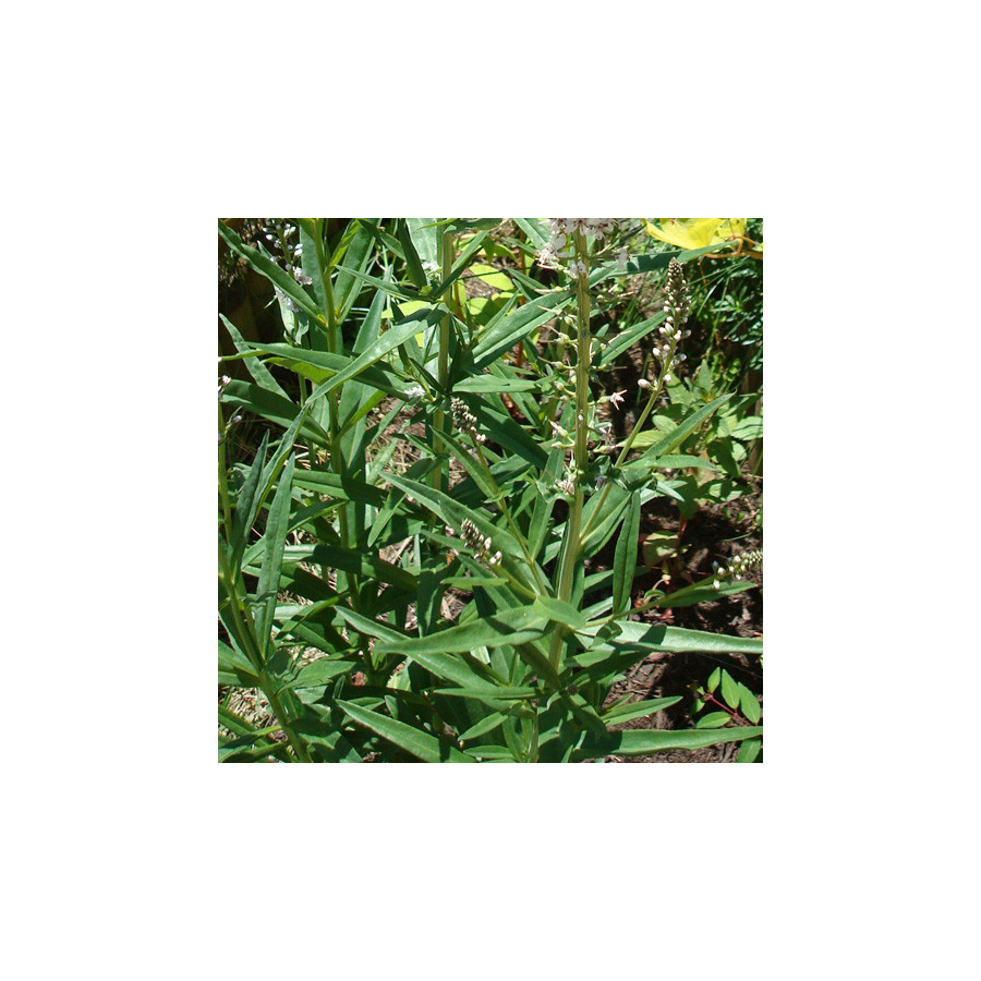 Plantes Vivaces LYSIMACHIA ephemerum - Lysimaque en vente - Pépinière Lepage .