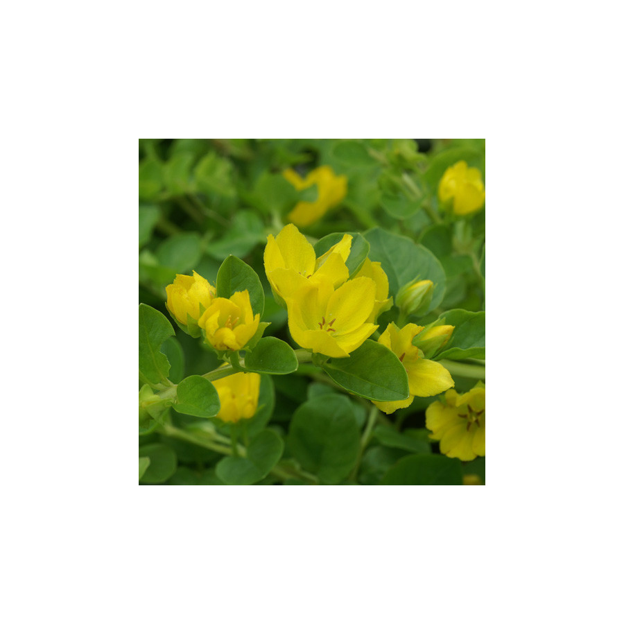 plantes-vivaces-lysimachia-nummularia-lysimaque-en-vente-pepiniere-lepage-