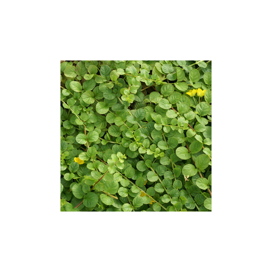 plantes-vivaces-lysimachia-nummularia-lysimaque-en-vente-pepiniere-lepage-