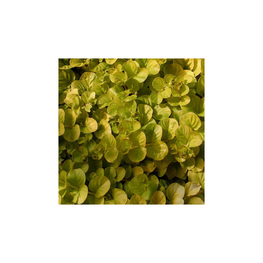 Plantes Vivaces LYSIMACHIA nummularia 'Aurea' - Lysimaque en vente - Pépinière Lepage .