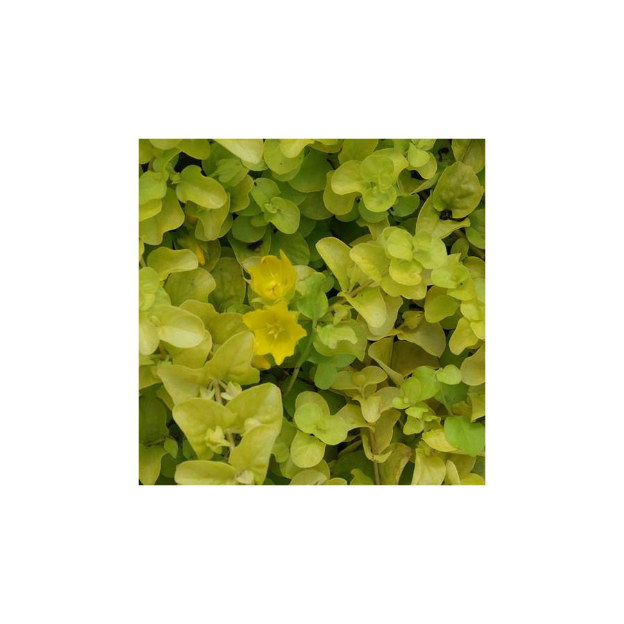Plantes Vivaces LYSIMACHIA nummularia 'Aurea' - Lysimaque en vente - Pépinière Lepage .