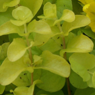Plantes Vivaces LYSIMACHIA nummularia 'Aurea' - Lysimaque en vente - Pépinière Lepage .
