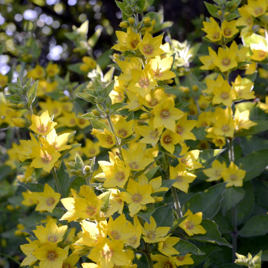 Plantes Vivaces LYSIMACHIA punctata - Lysimaque en vente - Pépinière Lepage .