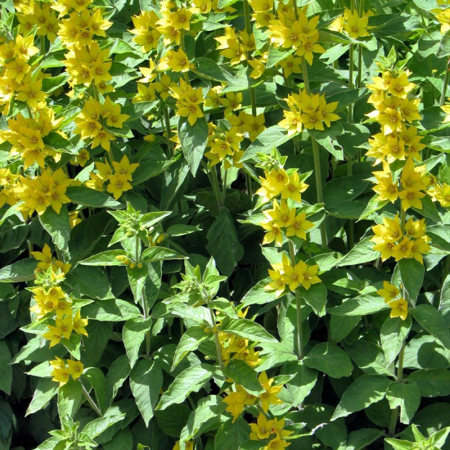 Plantes Vivaces LYSIMACHIA punctata - Lysimaque en vente - Pépinière Lepage .