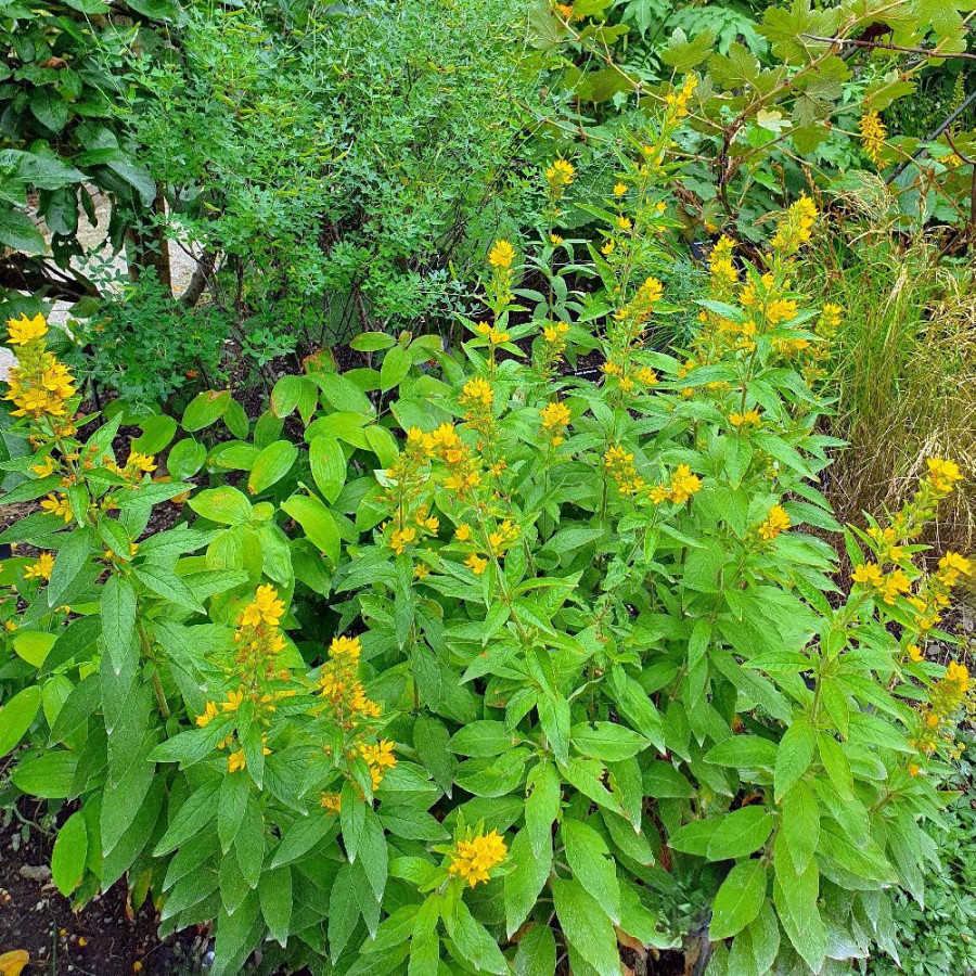 Plantes Vivaces LYSIMACHIA punctata - Lysimaque en vente - Pépinière Lepage .