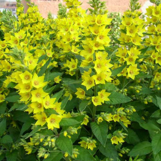 plantes-vivaces-lysimachia-vulgaris-lysimaque-commune-en-vente-chasse-bosse-en-vente-pepiniere-lepage-