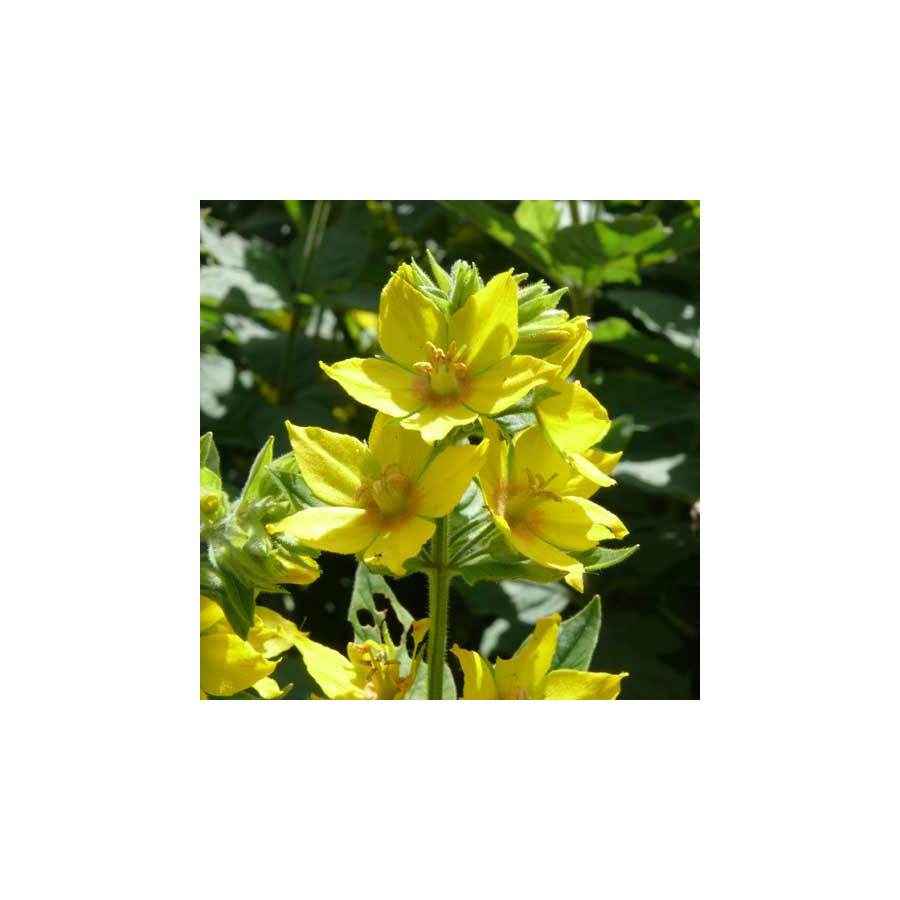 Plantes Vivaces LYSIMACHIA vulgaris - Lysimaque commune en vente - Chasse-bosse en vente - Pépinière Lepage .