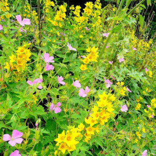 Plantes Vivaces LYSIMACHIA vulgaris - Lysimaque commune en vente - Chasse-bosse en vente - Pépinière Lepage .